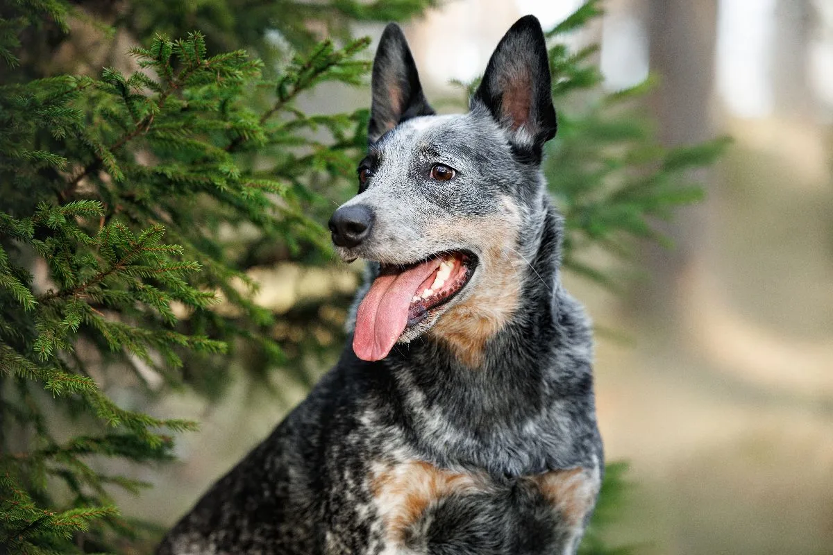 An energetic dog bounding happily through woodland trails