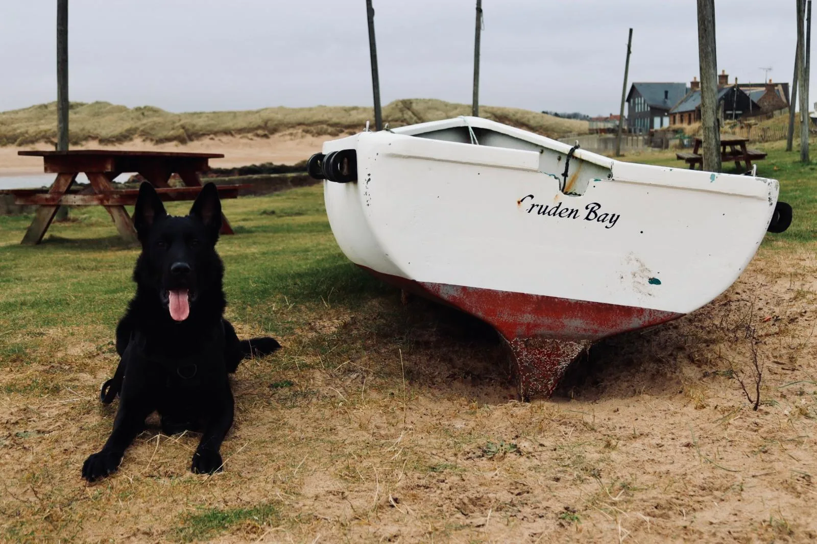 Our local area — a dog by the Cruden Bay boat