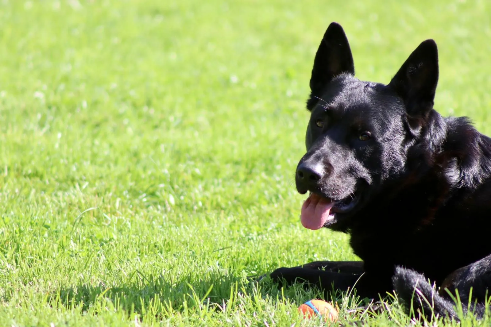 Happy dog resting in the grass after playtime