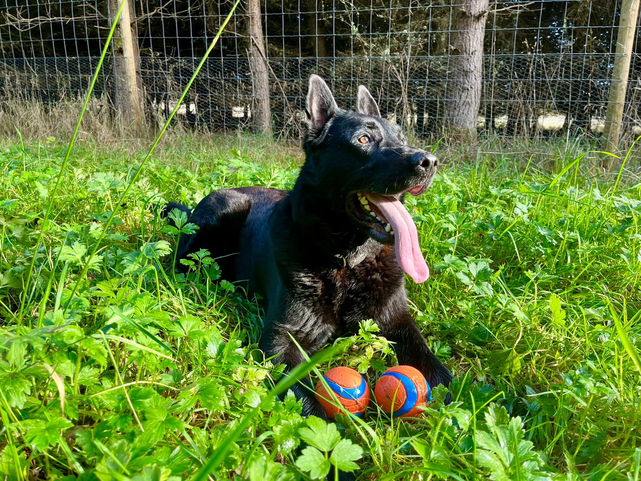 Playful pup with two balls — spoilt for choice!