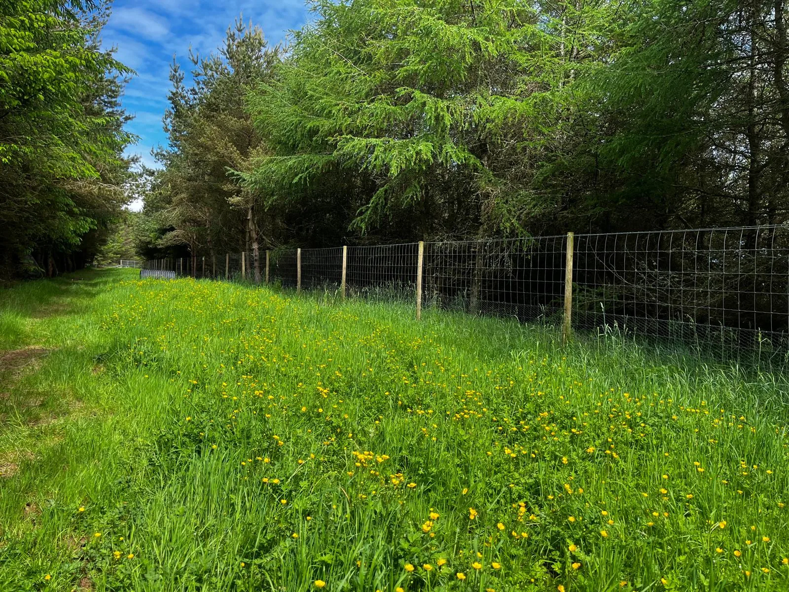 Fully fenced perimeter surrounded by woodland