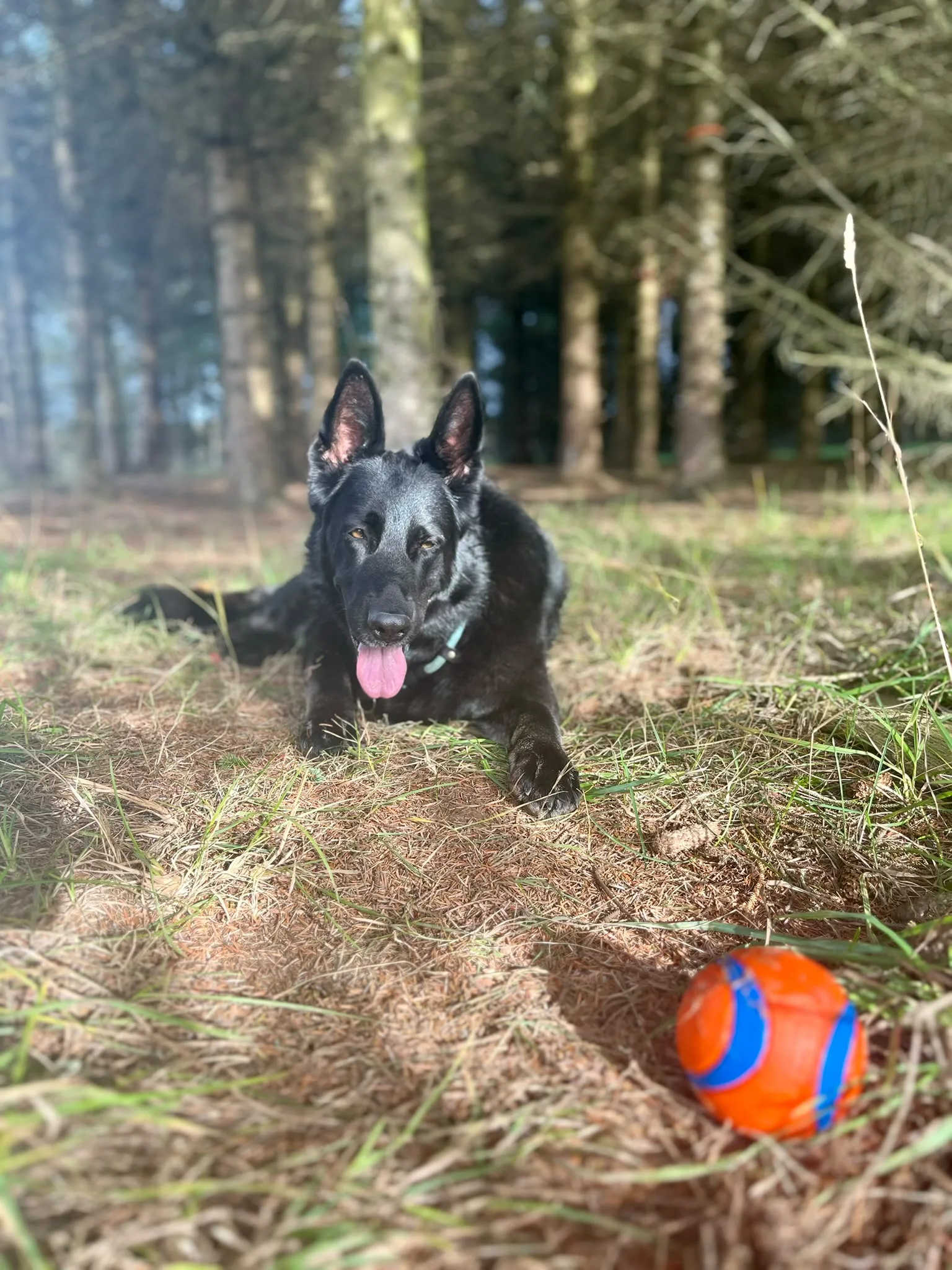 Dog playing with a ball on the woodland trail