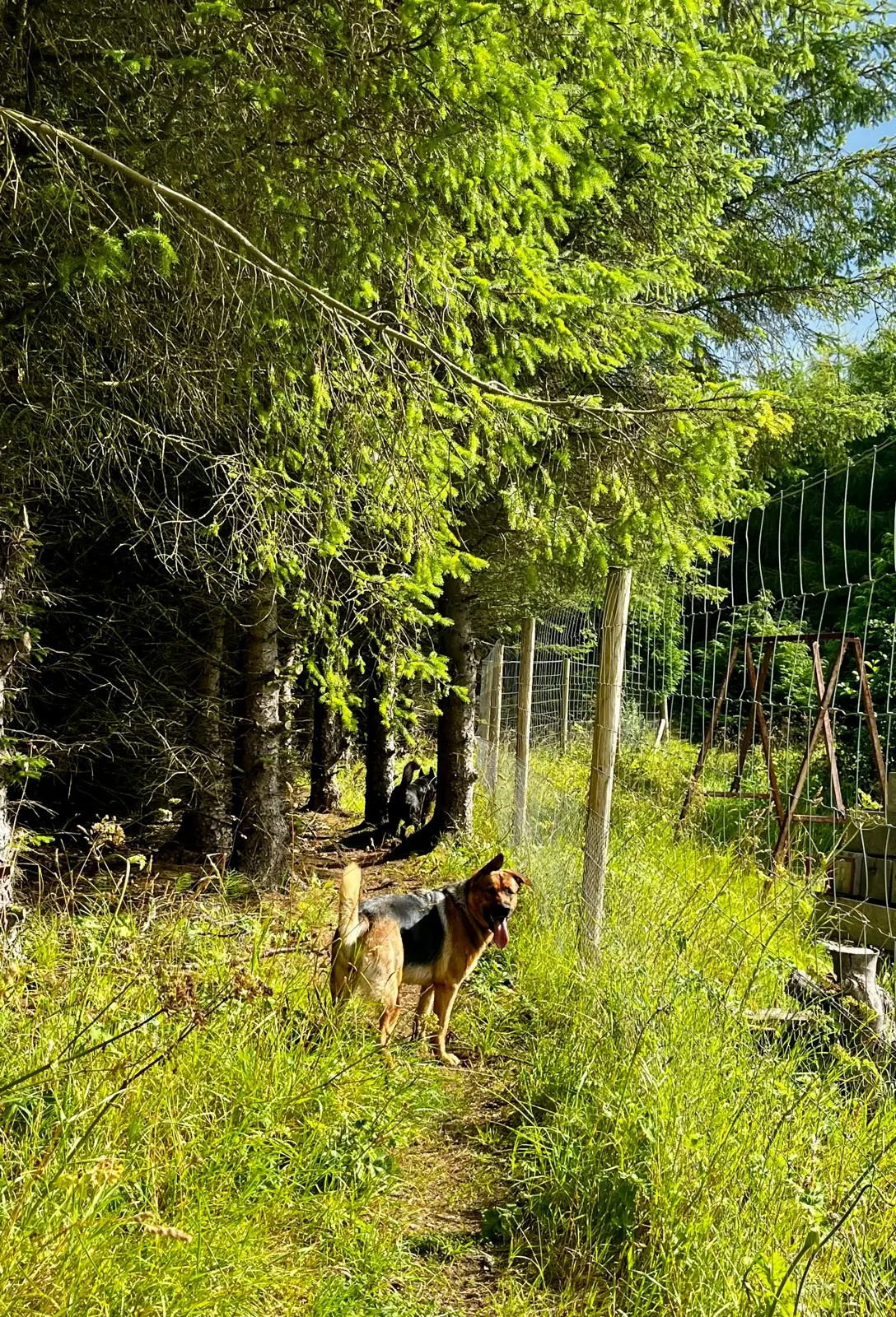 German Shepherd on the lush green path by the fence