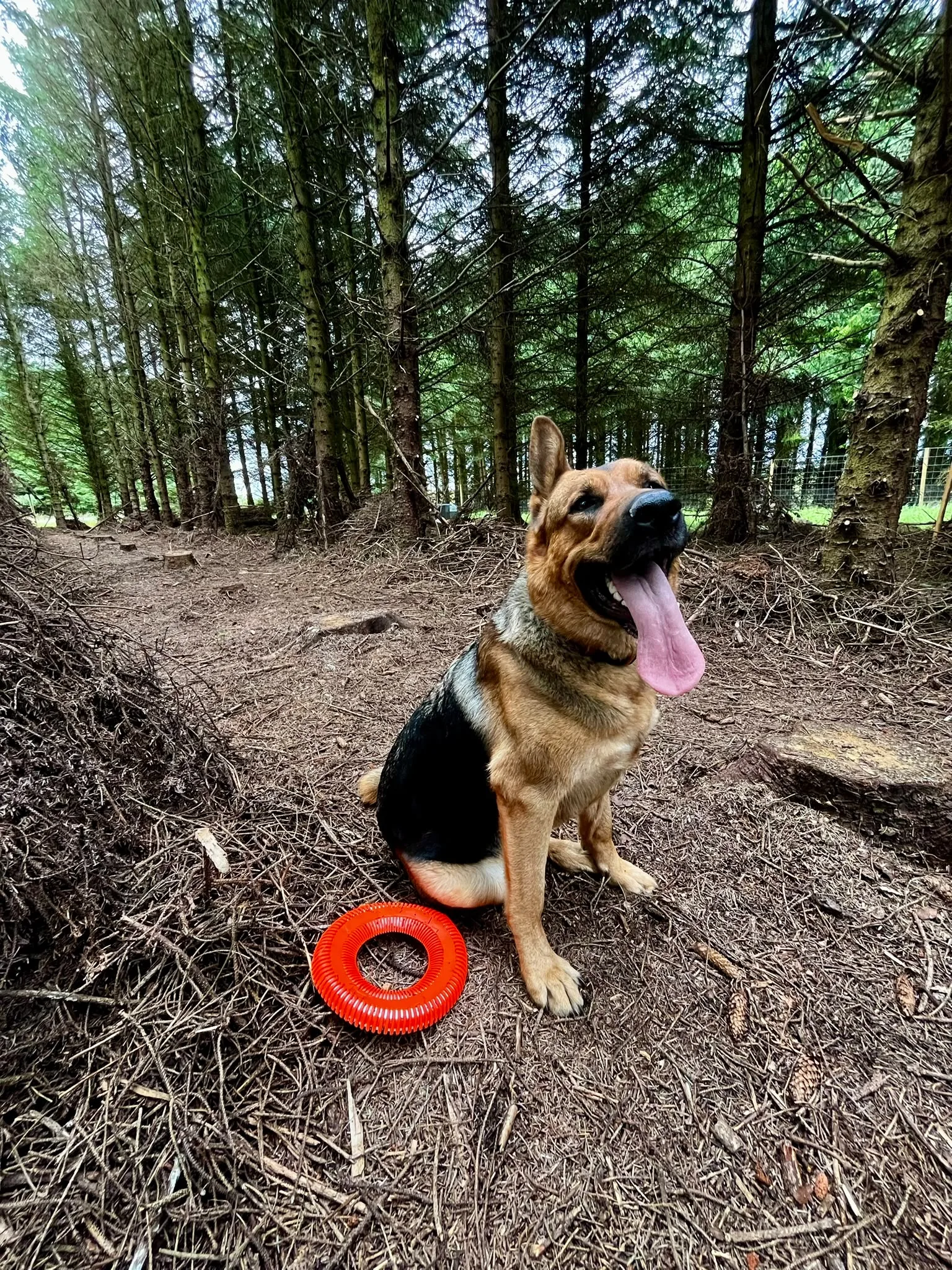 Dog with a ring toy in the woodland adventure area