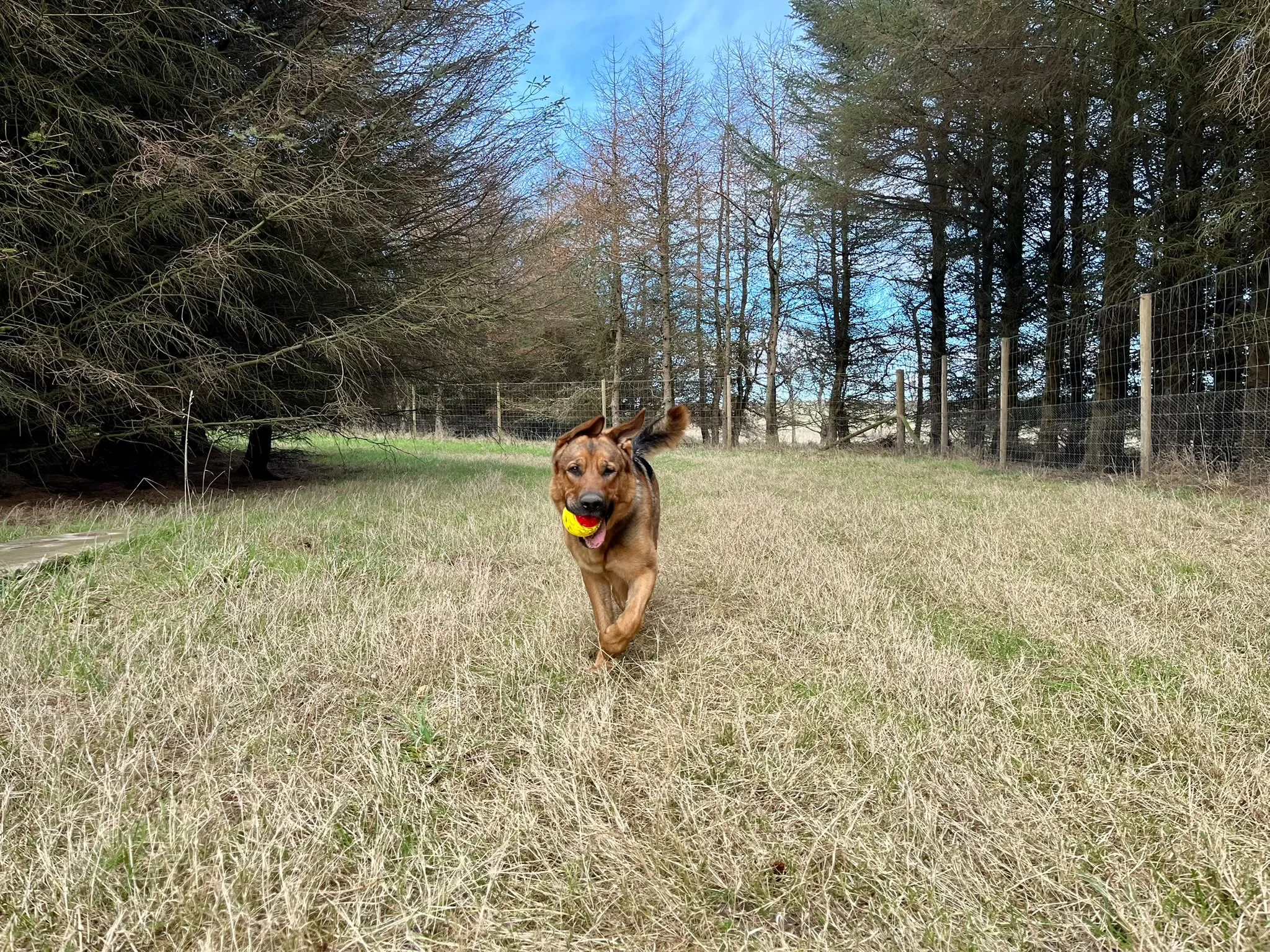 German Shepherd sprinting with a ball in the field