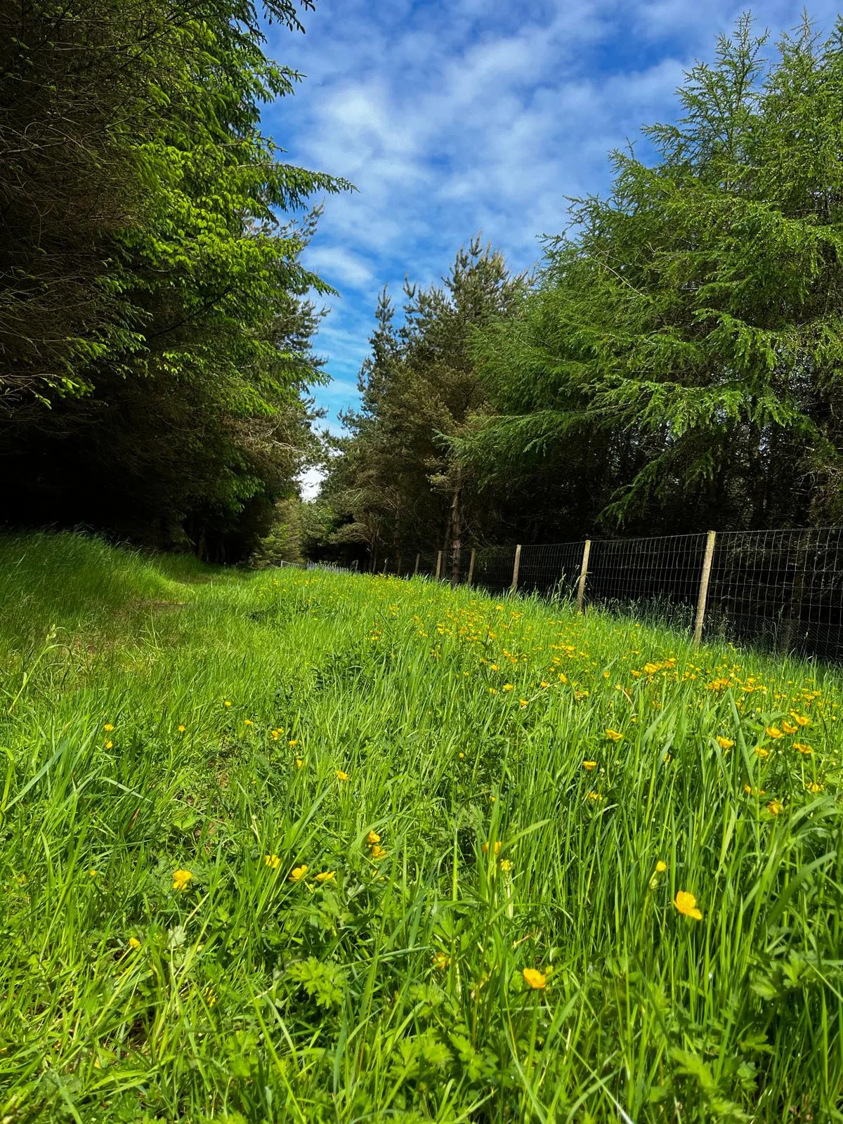 Beautiful meadow with wildflowers inside the park