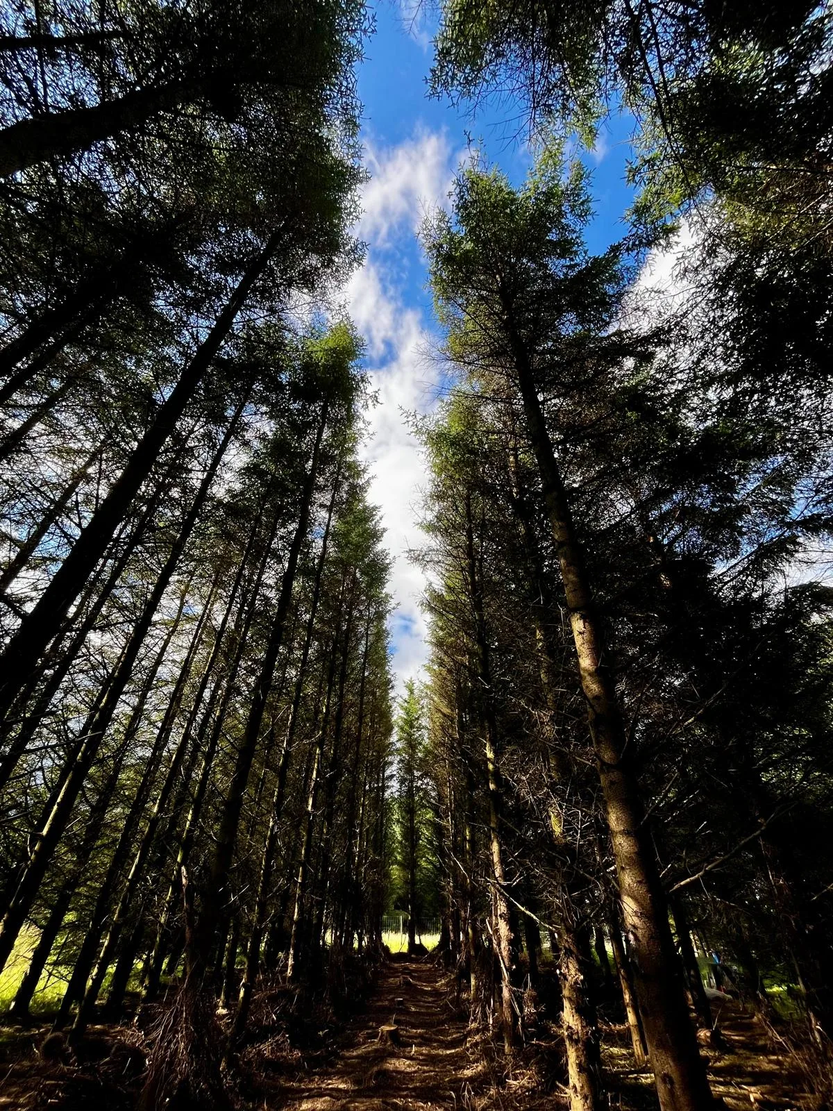 Looking up through the towering pine canopy to blue sky