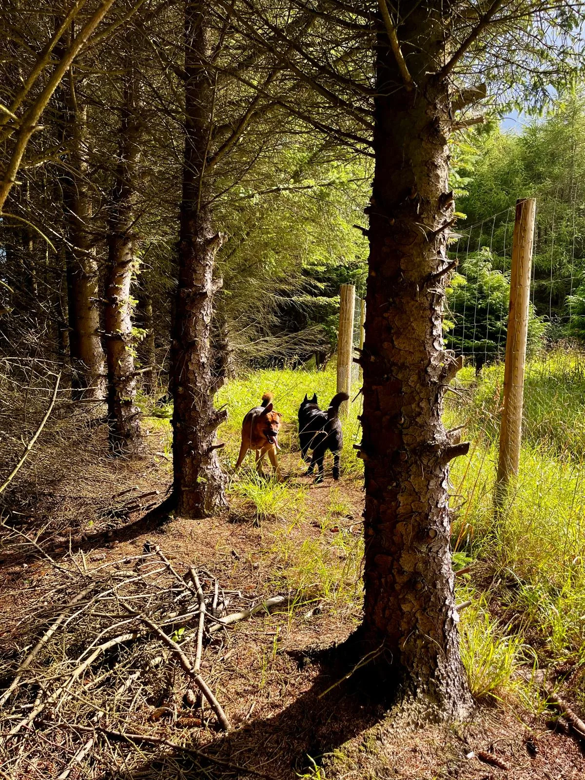 A pair of dogs exploring the woodland together